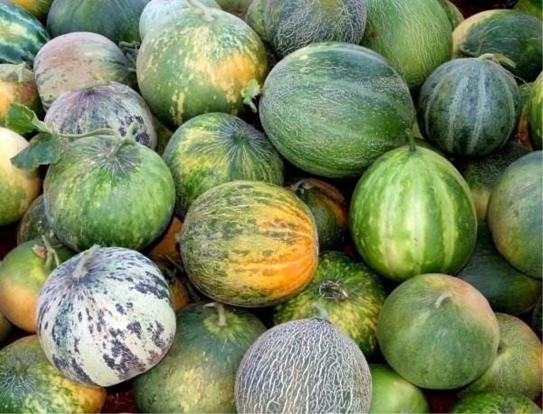 Karahallı Kavunu Uluslararası Lezzet Kataloğu Ark of Taste Listesine Kabul Edildi - 1